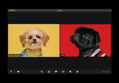 Dogs on a Zoom call